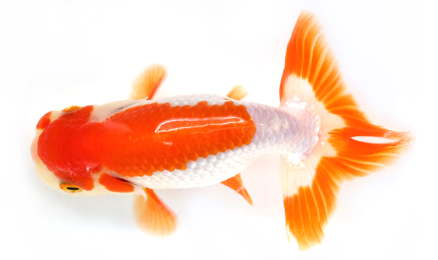 goldfish1