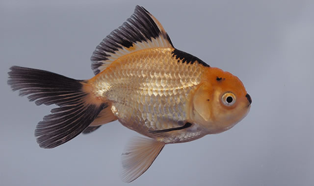 goldfish3